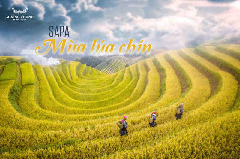 du-lich-sapa-mua-lua-chin