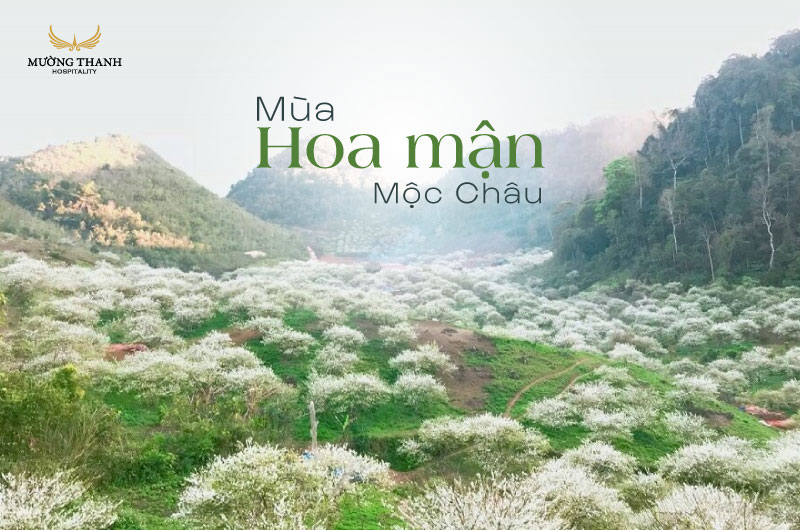 kham-pha-hoa-man-moc-chau