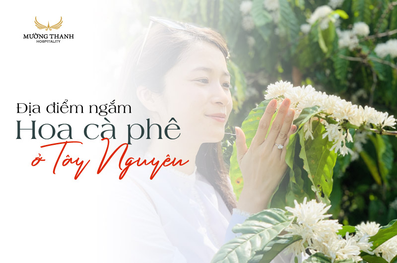 dia-diem-ngam-hoa-ca-phe-tuyet-dep