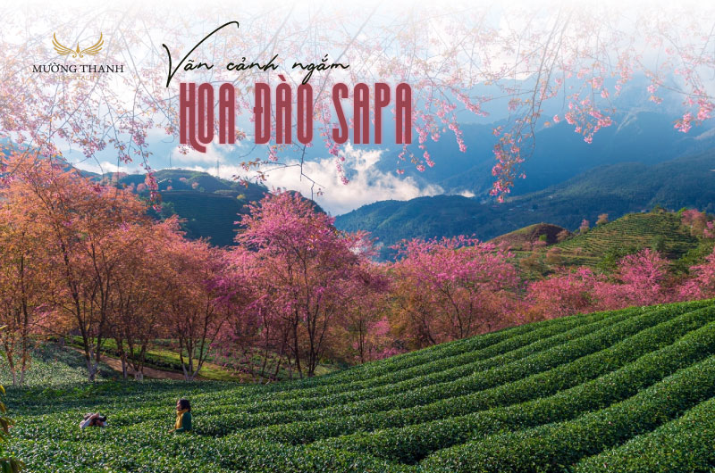 hoa-dao-sa-pa