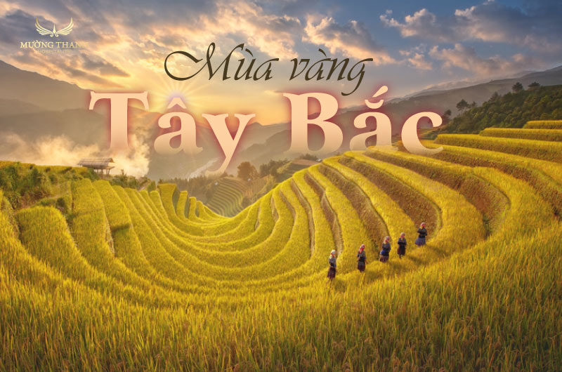 mua-lua-chin-tay-bac