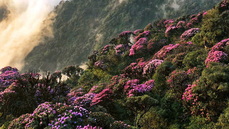 mua-xuan-hoa-do-quyen