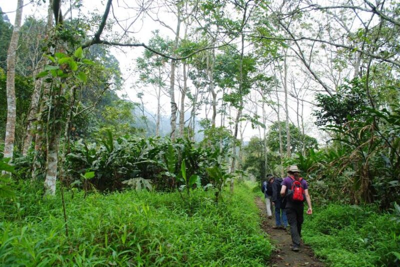 Bang-Ta Natural-Forest