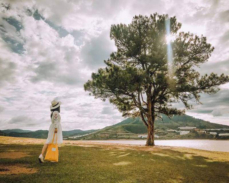 cay-thong-co-don-da-lat