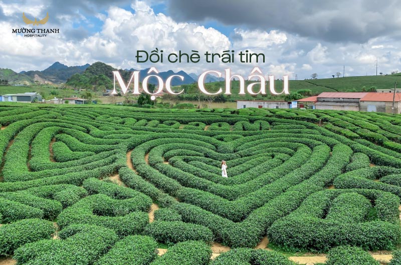 doi-che-trai-tim-moc-chau