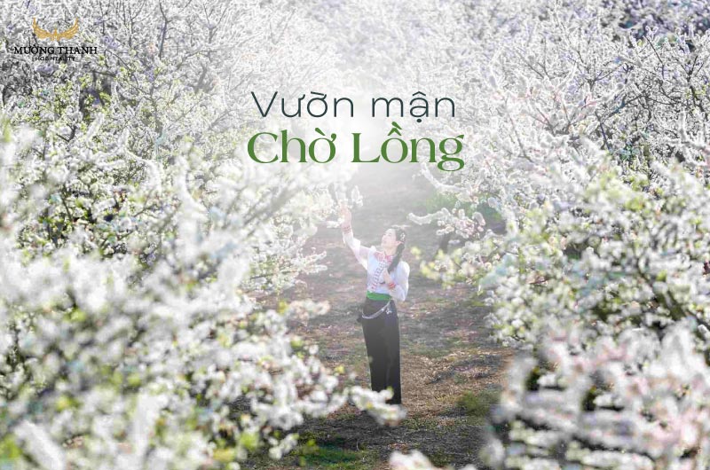 vuon-man-cho-long