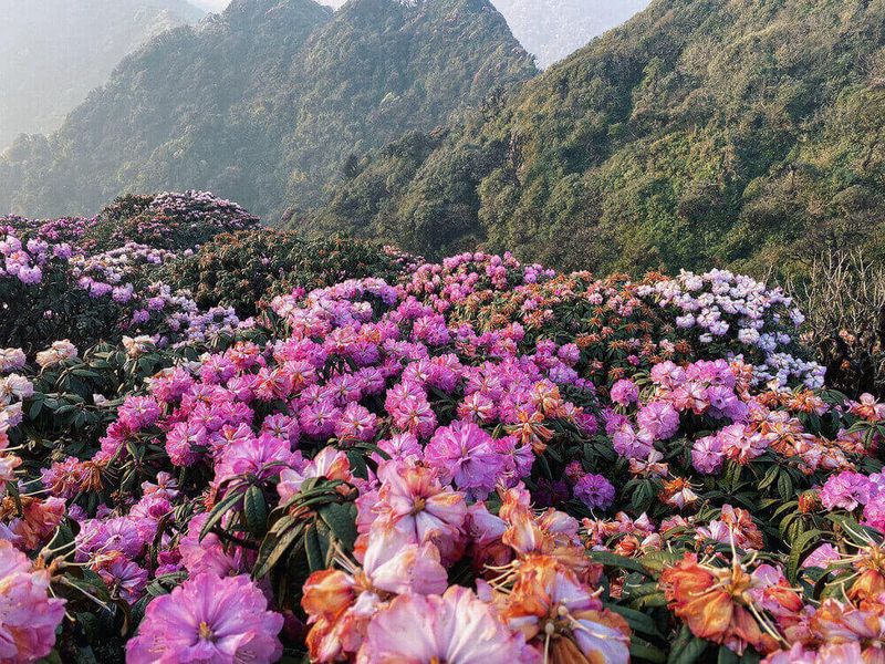 canh-dep-lai-chau-hoa-do-quyen
