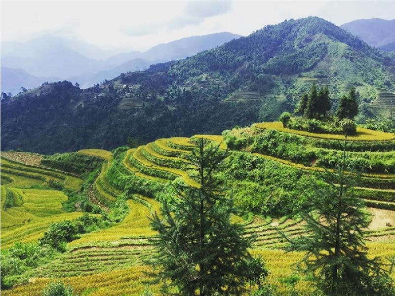 ruong-bac-thang-si-ma-cai