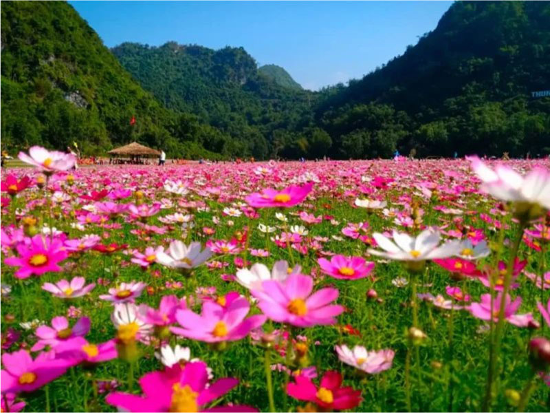 thung-lung-hoa-bac-son