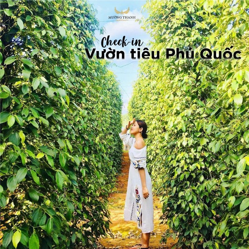 check-in-vuon-tieu-phu-quoc